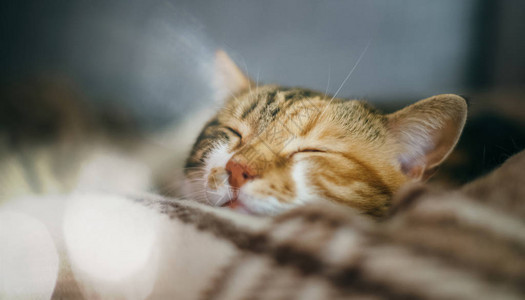 可爱美丽的猫侧边景色在她梦中睡在英图片