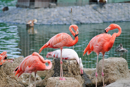 动物园里的粉红色火烈鸟关于巢的鸟图片