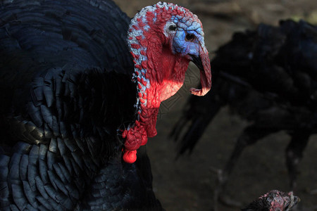 把一只火鸡鸟弄黑传统的圣诞食品图片