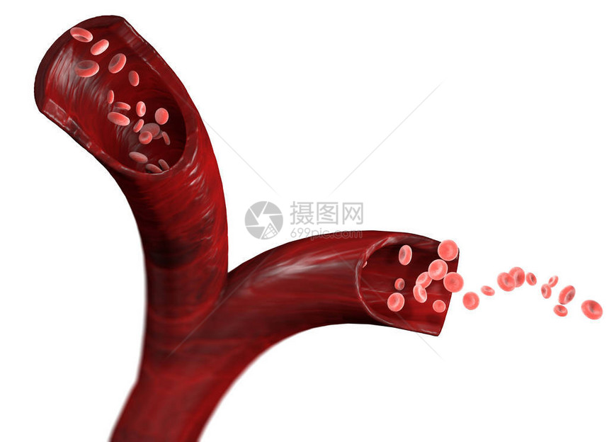 红细胞静脉内红细胞流动静脉部分图片