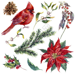 设置冬青一品红松果云杉枝和鸟红衣主教的复古水彩元素背景图片