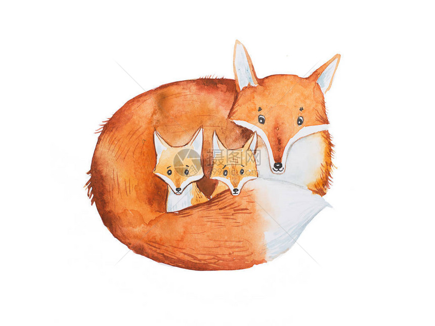 绘画可爱狐狸家庭母亲和图片