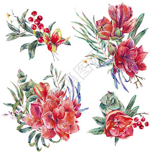 血腥玛丽一组红花阿美丽水lyptus热带叶和助产物白底孤立的植物设计图片