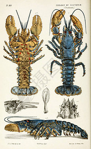 海军陆战队动物的插图维多利亚的自然历史维多利亚设计图片
