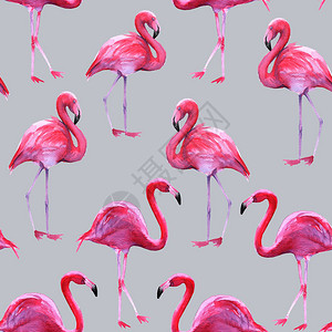 粉红色火烈鸟的背景无缝图案水彩插图图片