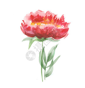 红色独立牡丹花水彩插图图片