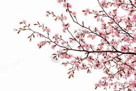 樱花或樱花树孤立在白色背景图片