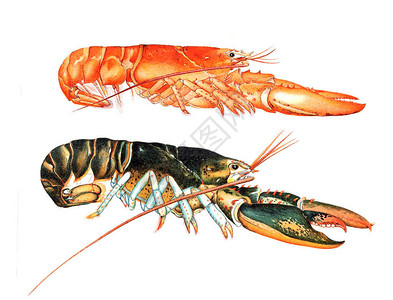 龙虾的插图美国龙虾1895年图片