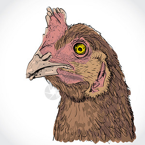 鸡头的详细素描图背景图片