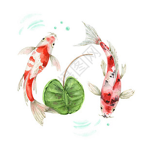 白色背景的鲤鱼水彩画图金鱼与植物一图片
