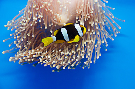 珊瑚上的小丑鱼图片