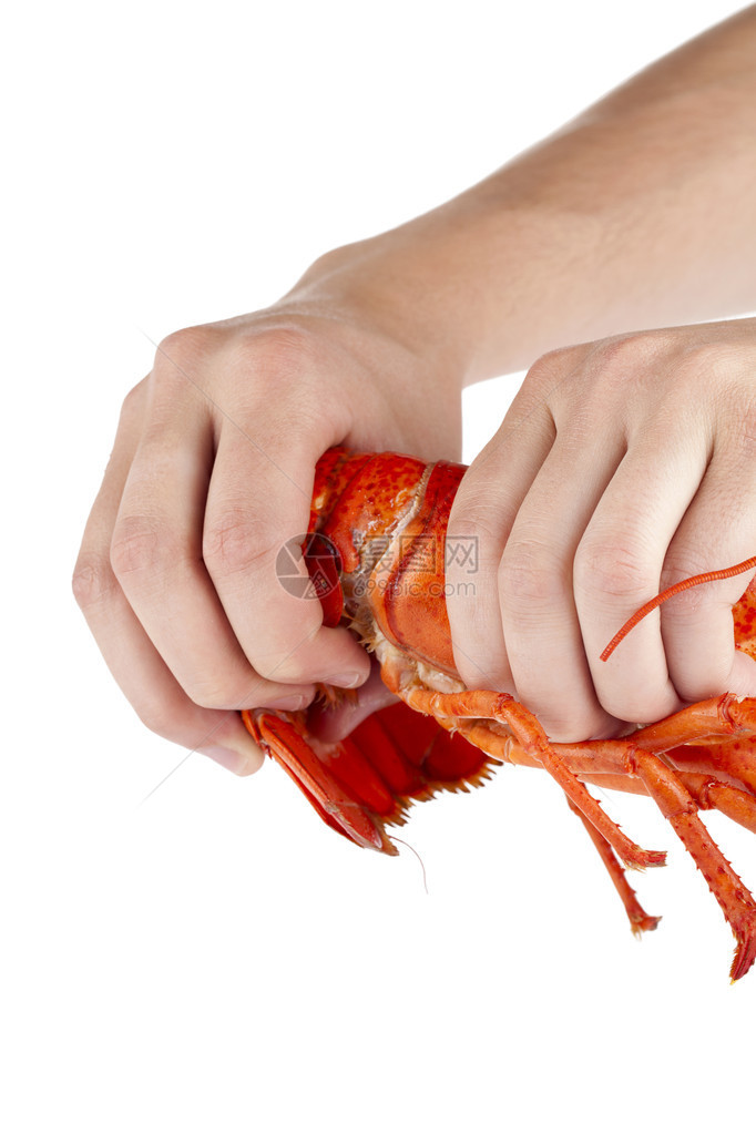 人类手在白色背景下打破煮熟龙虾的近视图像图片