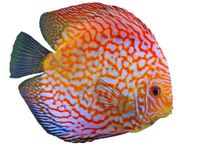 白色背景的红色热带鱼白底鱼Sympphyssodondis图片