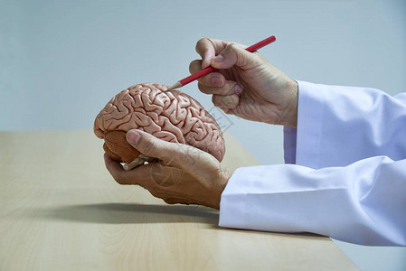 神经外科医生通过在医务室使用红铅笔展示人体图片
