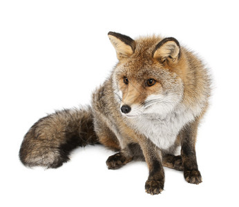 老红狐狸背景图片