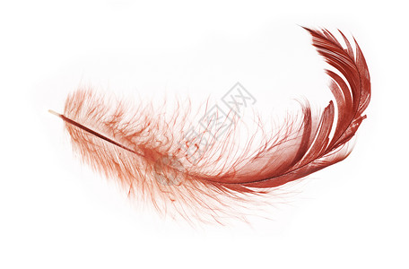 孤立在白色背景上的深红色羽毛背景图片