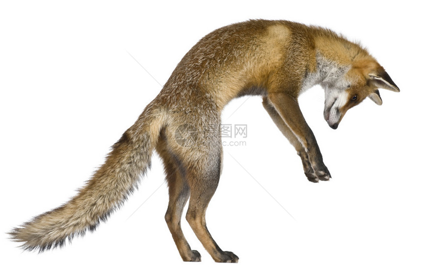 红狐的侧面视图1岁站在白色背图片
