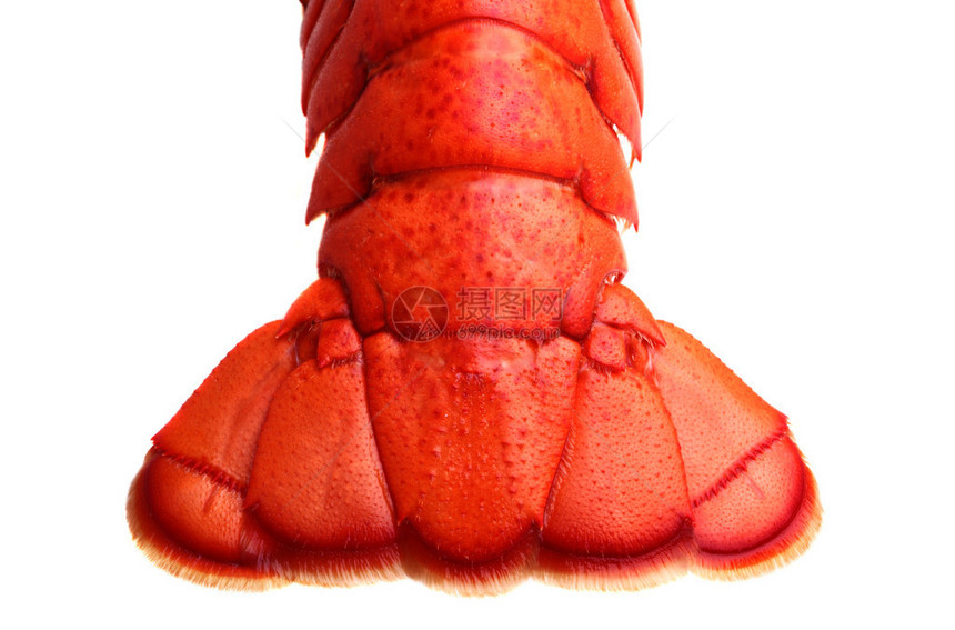 白色背景上的龙虾尾图片