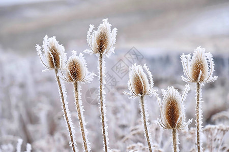 西野驿冬天雪霜高清图片