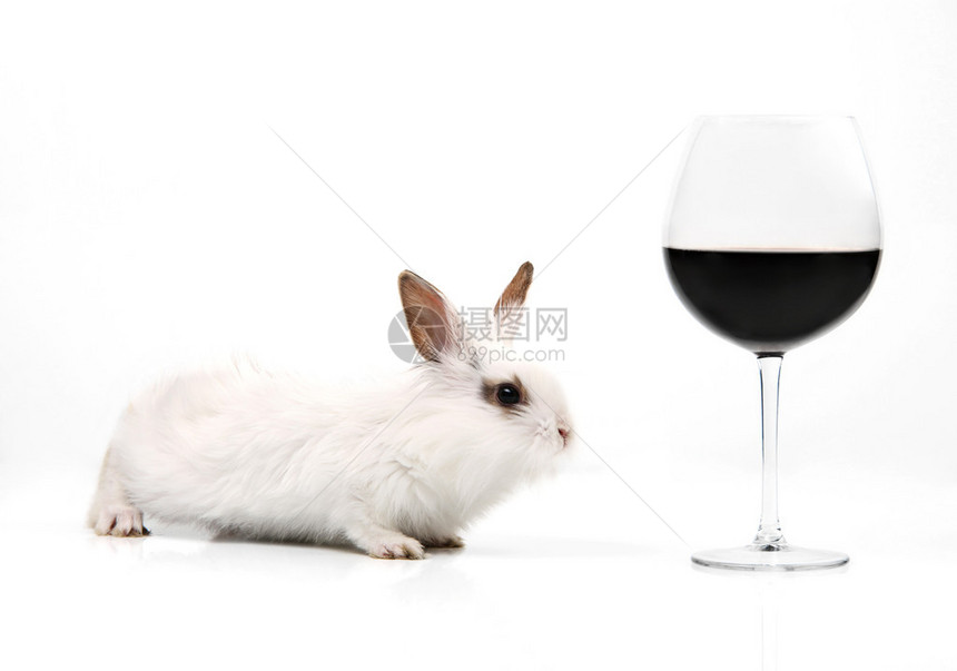 白色兔和白底红葡萄酒的白图片