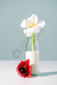白色美丽的郁金花装在玻璃瓶中奶水图片