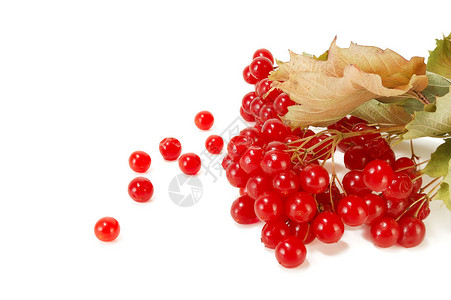 白色荚蒾上有红色浆果的树枝图片