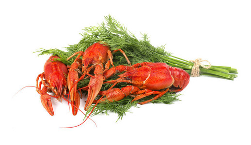 新鲜煮红小龙虾白色背景中分离出莳萝图片