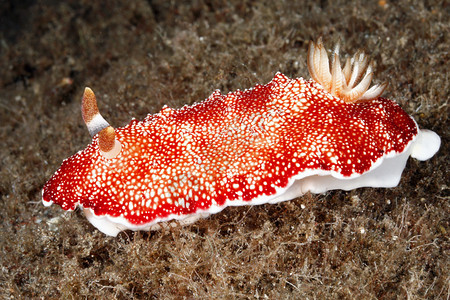 合鳃纲印度尼西亚染色质高清图片