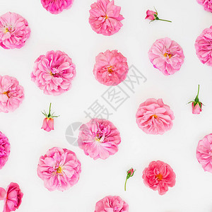 柔和的粉红色玫瑰和白色背景上的花瓣图片