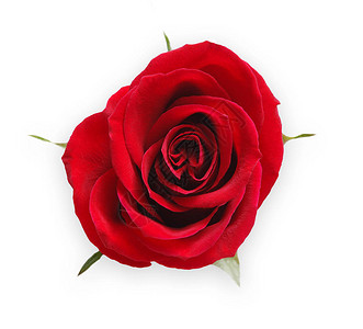 红玫瑰的花朵缝合图片