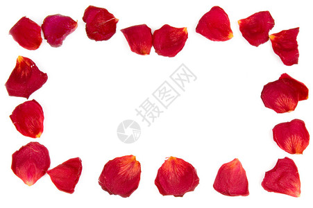 从红玫瑰花瓣框架图片