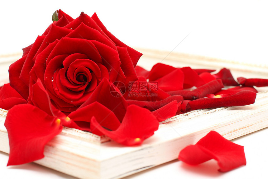 红玫瑰和古老的木制板图片