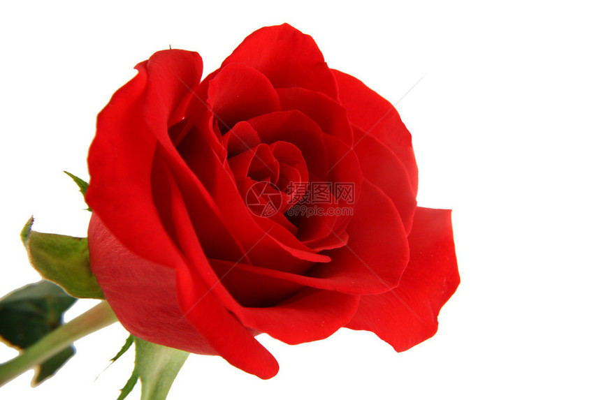 白色上的一朵孤立的红玫瑰图片
