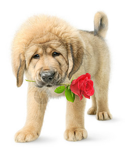 红色玫瑰的狗在背景图片