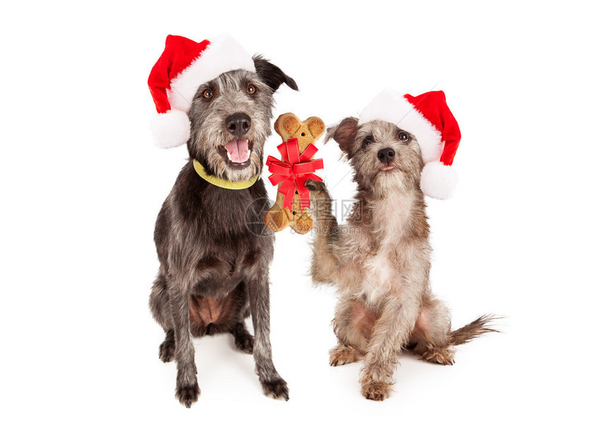 庆祝圣诞节的狗和领着饼干图片