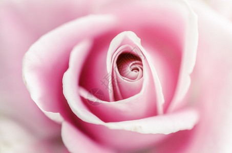 柔软的粉色玫瑰近图片