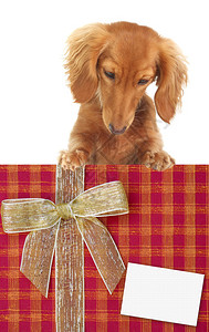 Dachshund小狗在看圣诞礼物加图片