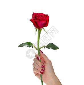 手握着美丽的红玫瑰花朵图片