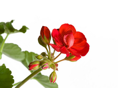 植物花卉和植物在白色背景上分离的红图片