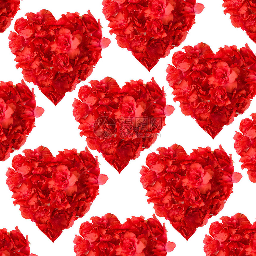 以白色背景的心脏形式呈现的红色zalea花朵模图片