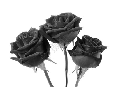 白色背景上的黑玫瑰背景图片