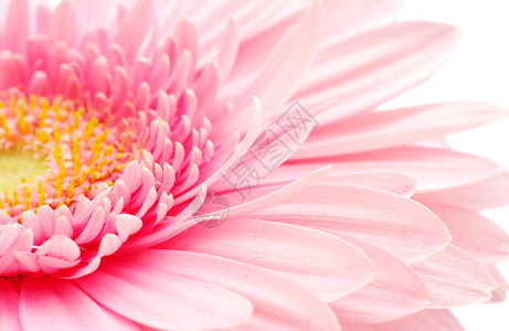 白色的粉色热贝拉菊花背景图片