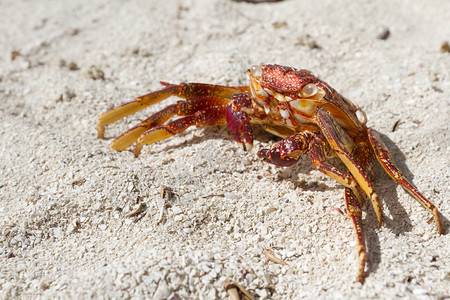 伯利兹海岸的空蟹壳背景图片