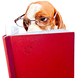 带着狗的眼镜读着红书孤立图片
