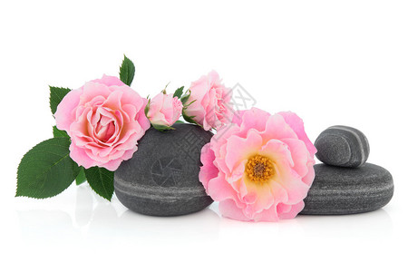 粉红玫瑰花朵安排白底的灰色小石块无忧背景图片