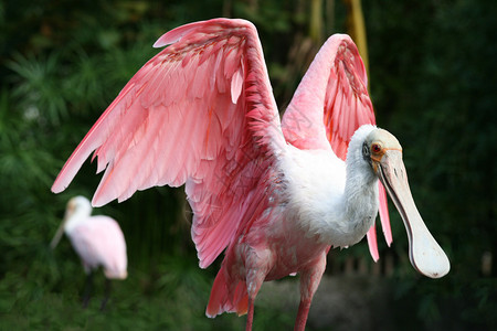 乌切洛美丽的粉红色琵鹭展翅背景