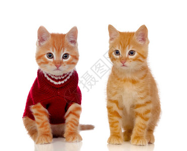 两只美丽的红猫图片