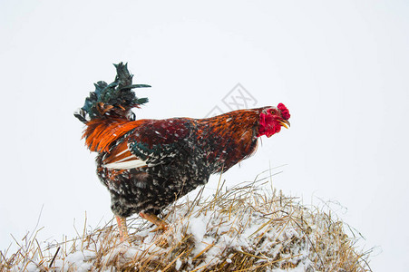 干草堆下雪的冬日美丽明亮的公鸡图片