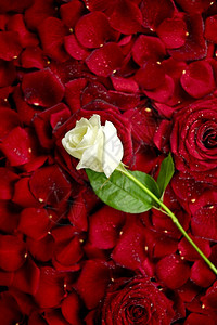 红玫瑰花瓣上的白玫瑰情人节主题玫瑰背景图片