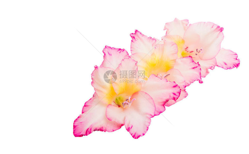 白背景上孤立的花朵gladiolus图片